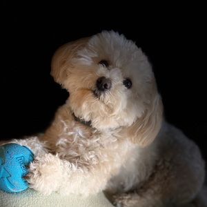 Meet your Posher, Margie